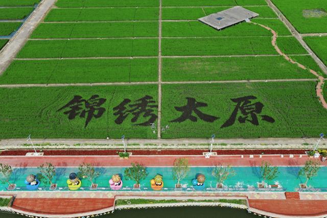 稻田公园：彩色水稻组成“锦绣太原”四个大字
