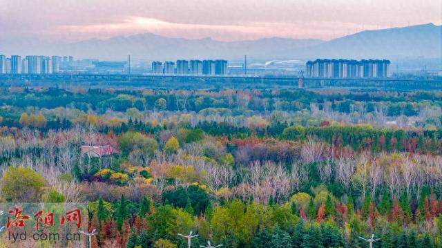 伊水游园冬景如画