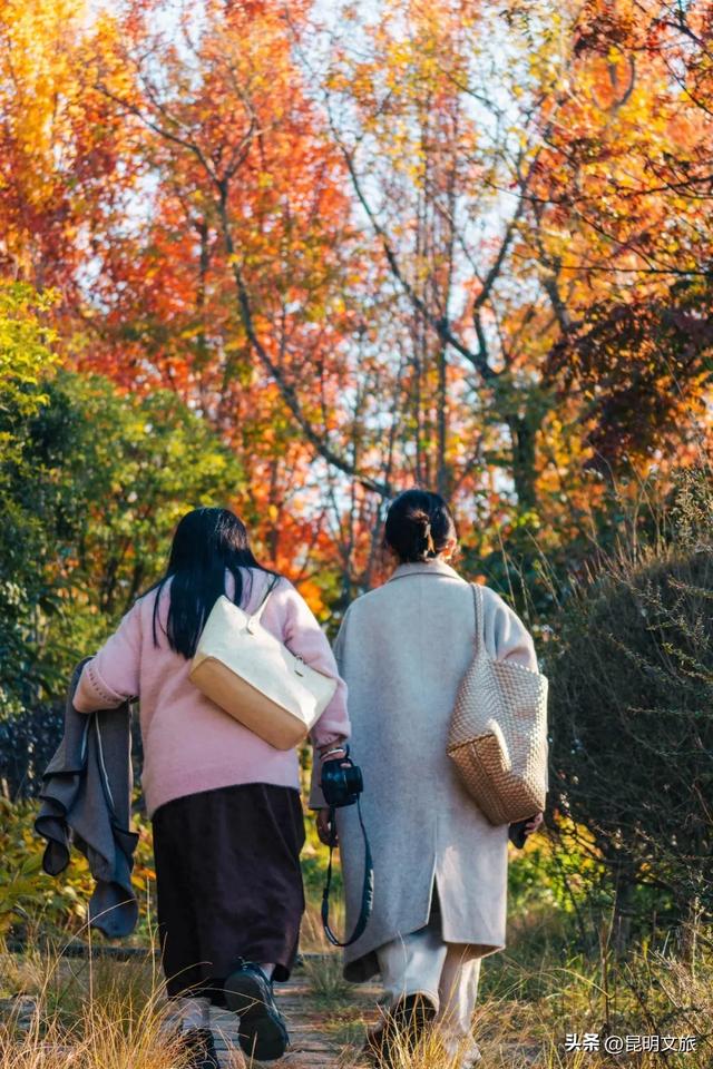 美得太全面了！初冬在昆明找个地方烤烤太阳，我可以在这里呆一天~