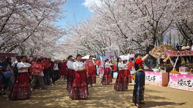 【花漾高峰 樱你梅丽】当樱花雨遇上民族舞，贵安樱花园太会玩了！