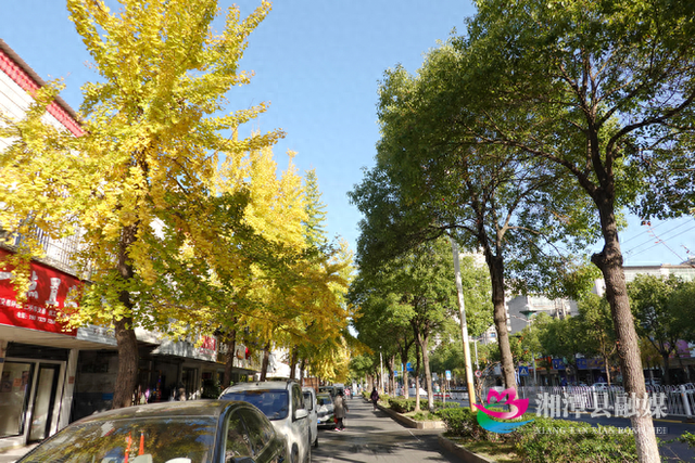 湘潭县银杏路：满目金黄入画来