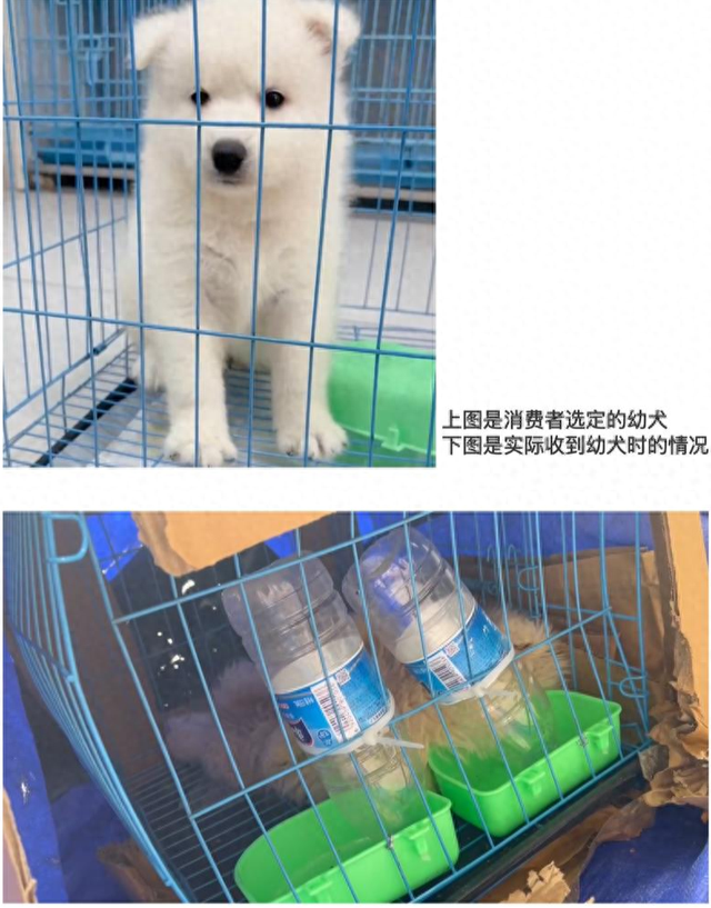 宠物王国3內购破解版（女子网购宠物遇陷阱到货的萌宠是病狗）