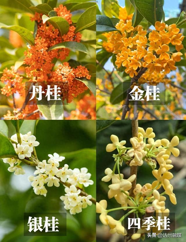 达州桂花打卡地出炉~
