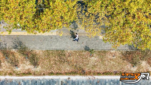 荆州秋意正浓，“金色浪漫”上线！