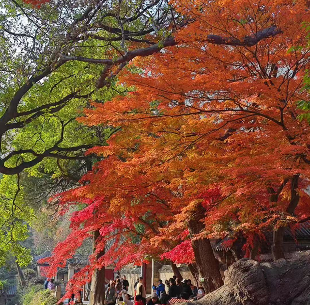 雾凇、红枫双景齐临崂山 接下来两个月凭抵青高铁票或飞机票半价游崂山