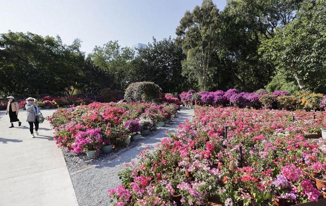 图集｜莲花山公园紫陌园簕杜鹃盛放