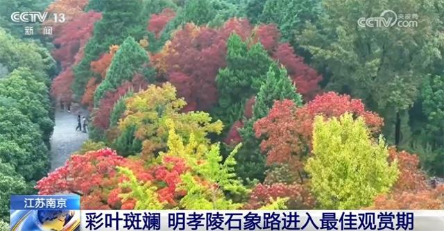 特色“赏秋游”澎湃“秋日经济”新动能 “文旅+”成为激发消费新引擎