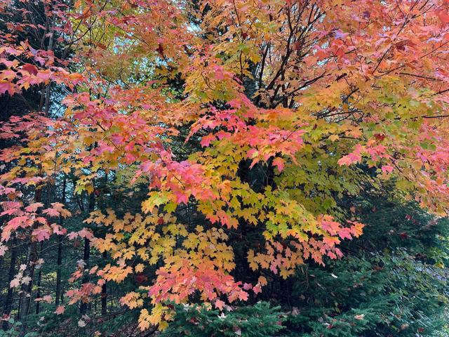 加拿大终于可以放开组团了，我设计了一20天的赏秋之旅，来看看吧