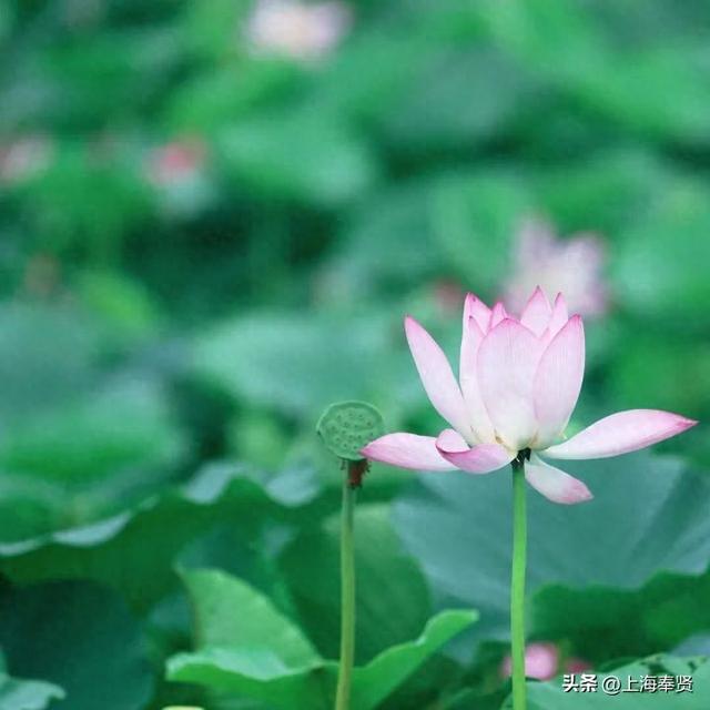 海边藏了片宋朝荷花？收下这份“荷”风亲笔的清凉请柬→