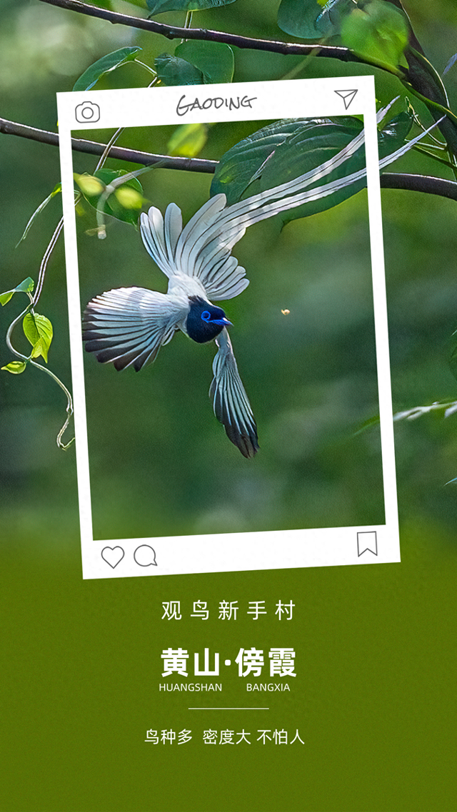 屯溪傍霞丨观鸟新手村·萌新练级刷野好去处~吃住游行全无忧！| 皖美夏日