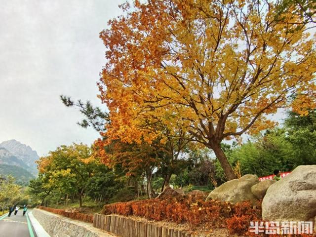 赏叶、看水、听鸟鸣……来青岛浮山森林公园，满足所有对秋天的想象