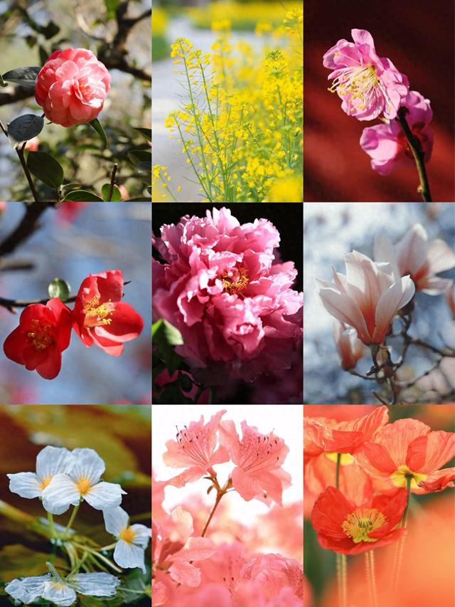 2500万人在昆明盘龙追过的花