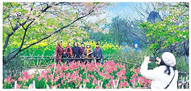 2026桂林南溪山樱花季浪漫开幕 春日盛宴持续至4月5日