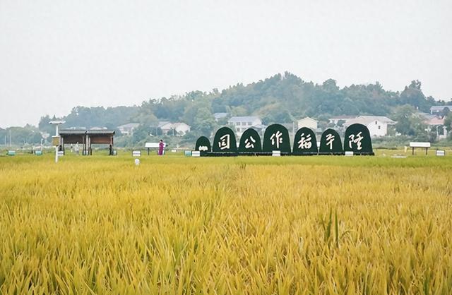 “稻”梦空间走红！@长沙家长：11月带娃去稻田撒欢