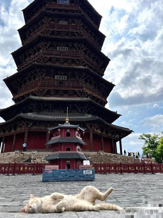 山西应县木塔旁“塔形猫窝”引围观！工作人员：是联想公司捐赠，猫咪能帮助防治老鼠等，减少对木塔的伤害