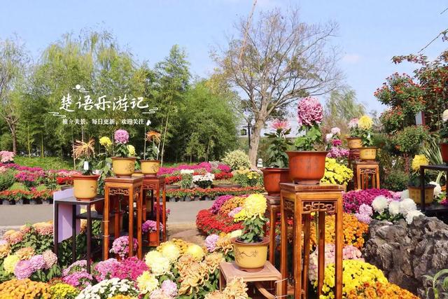 宁波这处风景进入最佳观赏季，秋菊叠影色彩缤纷，堪称秋日盛宴