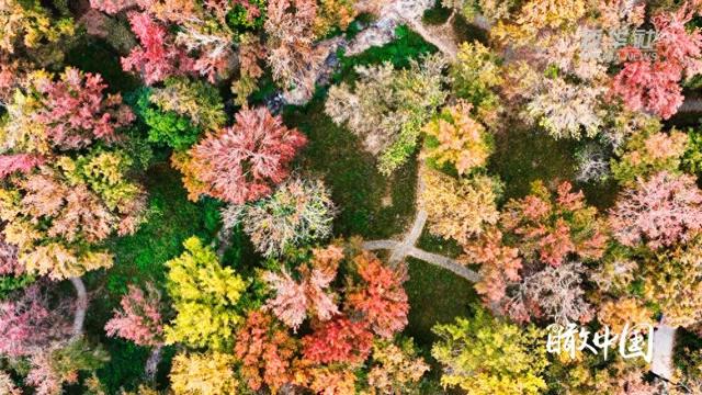 瞰中国｜福建霞浦：枫暖冬日