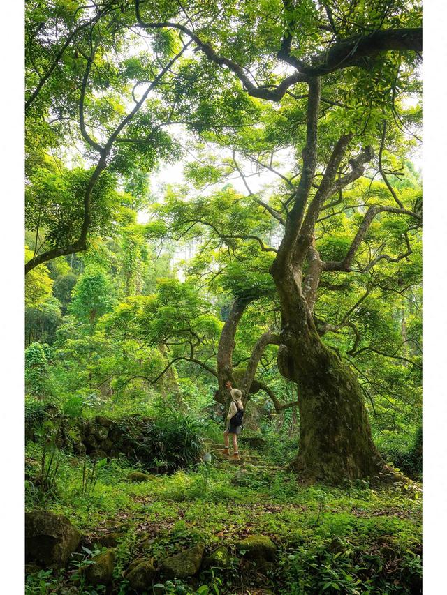 逃离魔幻森林游戏攻略（广州藏了片塞尔达魔幻森林千年古榄树青苔秘境）