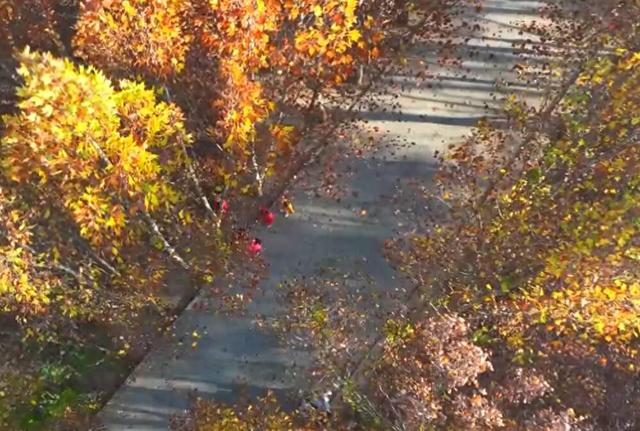 潍坊青州：落叶缓扫 留住诗意