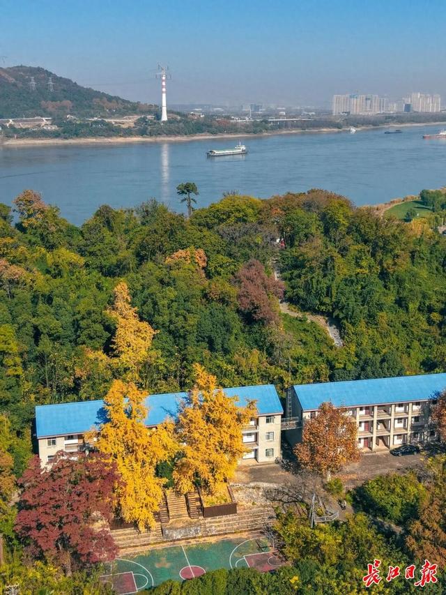 1300岁！武汉两株“银杏王”，金了