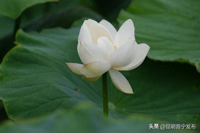 赏滇池湖畔的“夏雨荷”，就来晋宁甸心村
