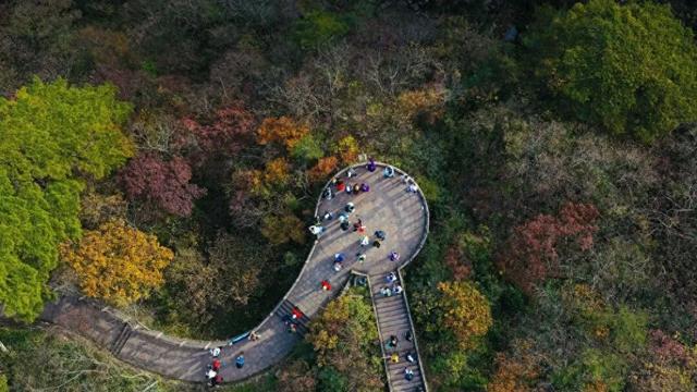 紧急播报：黄山秋色已达峰值，100%颜值在线，速来！| 皖美冬日 | 第十五届安徽国际文化旅游节