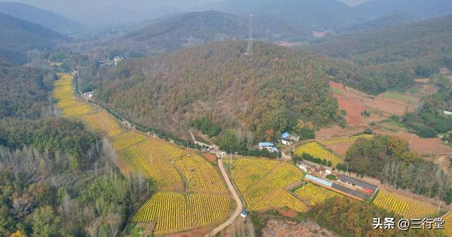 Ju乡内乡：菊遍野，橘盈枝！