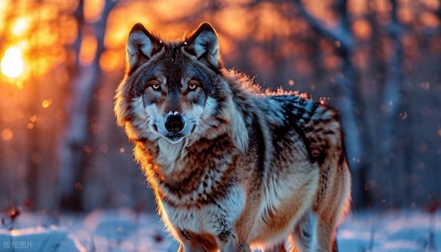 狼王调虎离山，诱导牧民误入狼窝，牧民将计就计，一举消灭狼群