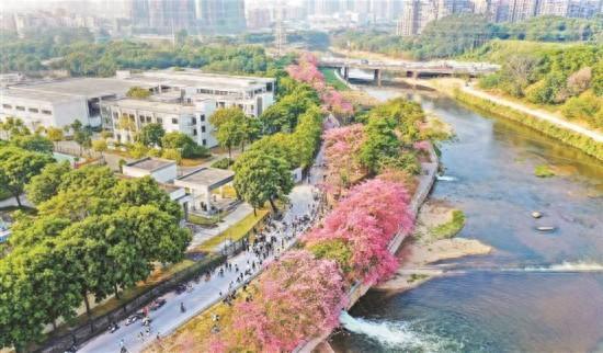 异木棉盛放深圳观澜河畔