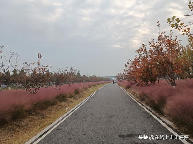 去济南黄河大堤北岸去尚粉乱黛子草