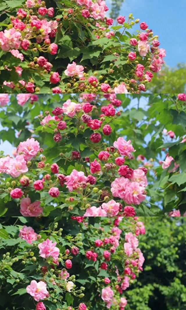 会“变脸”的花开了，醉了！去这些地方邂逅→