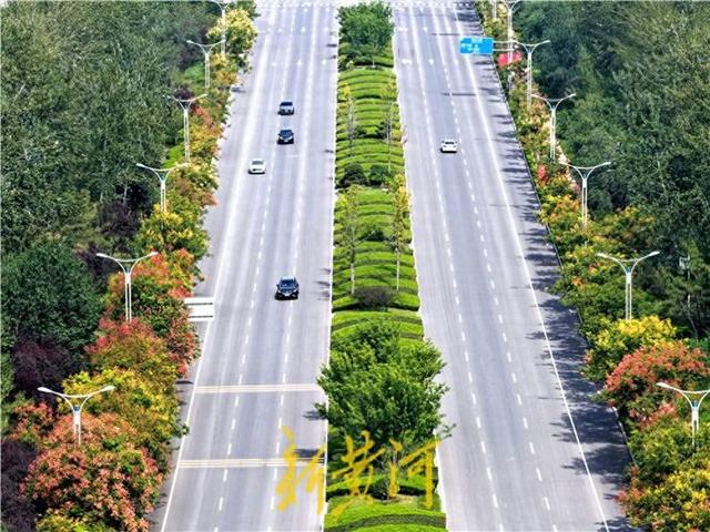 滨州秋日——栾树花开，满城绚烂如画