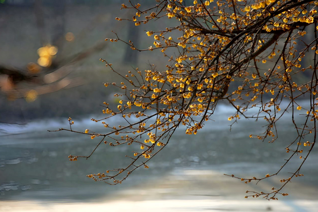 冬日里的多彩诗行