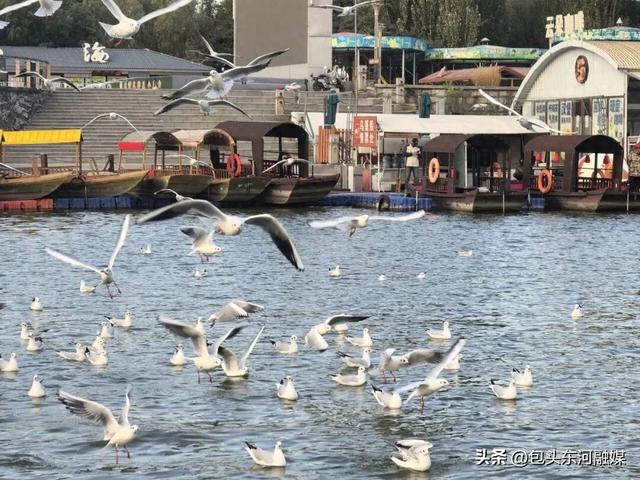 秋日限定 快来南海和“鸥气”撞个满怀！