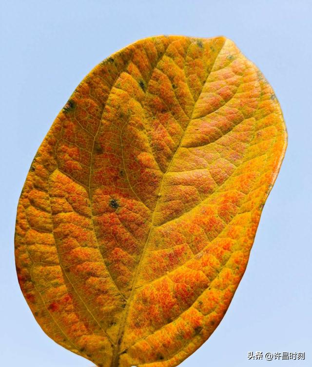 许昌人，周末赶紧出门观赏！再晚就来不及了……