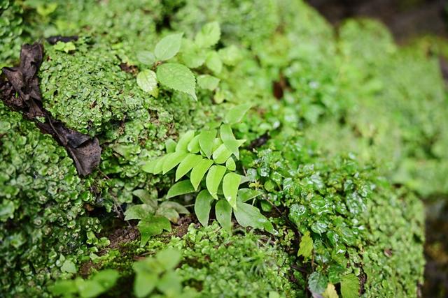 以脚步丈量生态，用行动守护文明“环保志愿‘趣’游蓉城”系列首站——大邑药师岩生态徒步环境清洁活动完美落幕