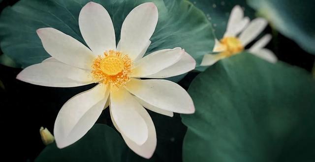 限定版夏日浪漫！闯入淄博的「莫奈花园」！