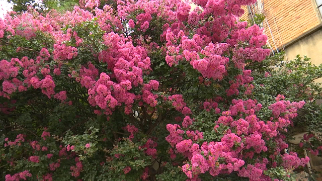 昆明你是懂浪漫的！快去打卡这片紫薇花海