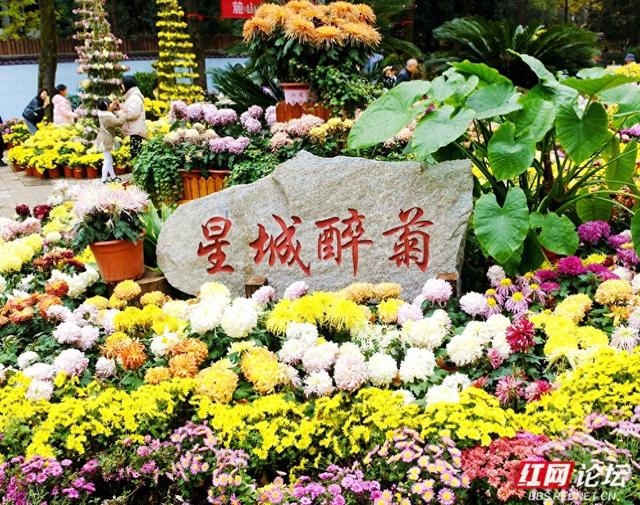 岁暖时刻丨“星城醉菊”正当时：岳麓山菊花展惊艳绽放，一眼入画！