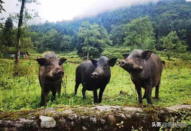 西方专家：中国往沙漠里放了10万头黑猪，竟把2万亩沙地变成绿洲