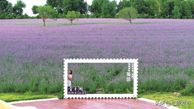 查干湖契丹岛百花园 马鞭草花海盛开