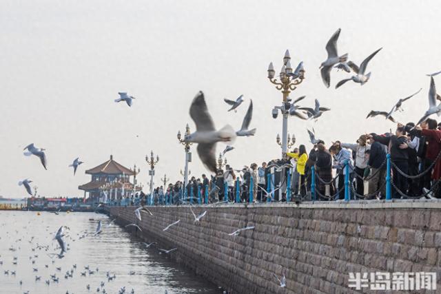 栈桥赏鸥已开始进入最佳观赏期！