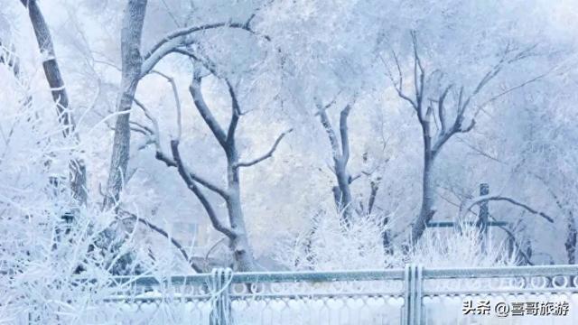 冰雪奇缘：哈尔滨雾凇仙境漫游指南