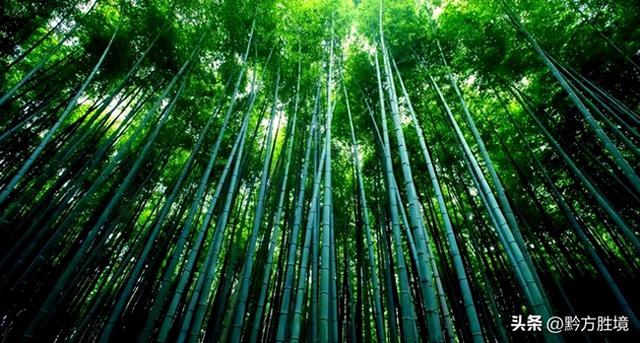 六盘水有一个景区就这样荒废了，坐拥3万亩竹海，堪称避暑胜地