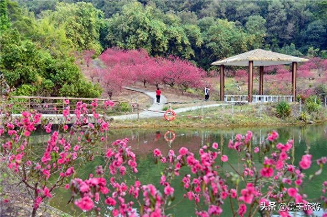 宏图大展正当时 佛山三水“世外桃源”万株桃花盛放迎客