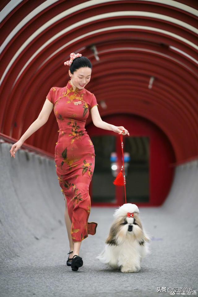 霍思燕穿旗袍携爱犬夺冠前凸后翘丰乳肥臀 难怪杜江对她生理性喜欢