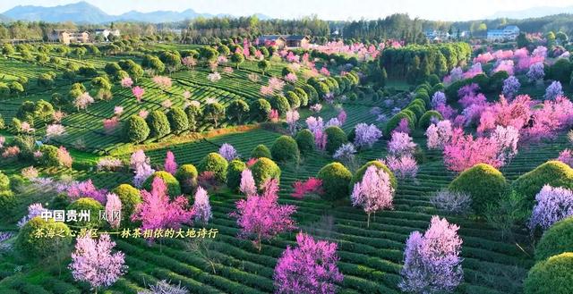 悦遵义•赴春约丨凤冈：一半花海 一半茶香