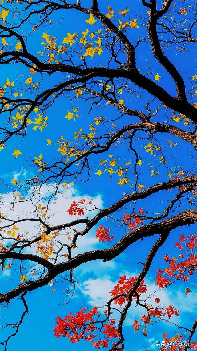 风捎来冬的来意，枝桠仍守着秋的姿态