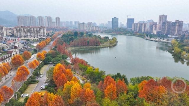 湿地公园 冬景如画