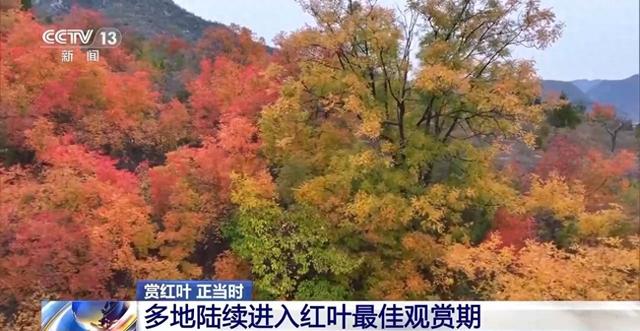 大自然换上“红装” 全国多地红叶最佳观赏期将开启